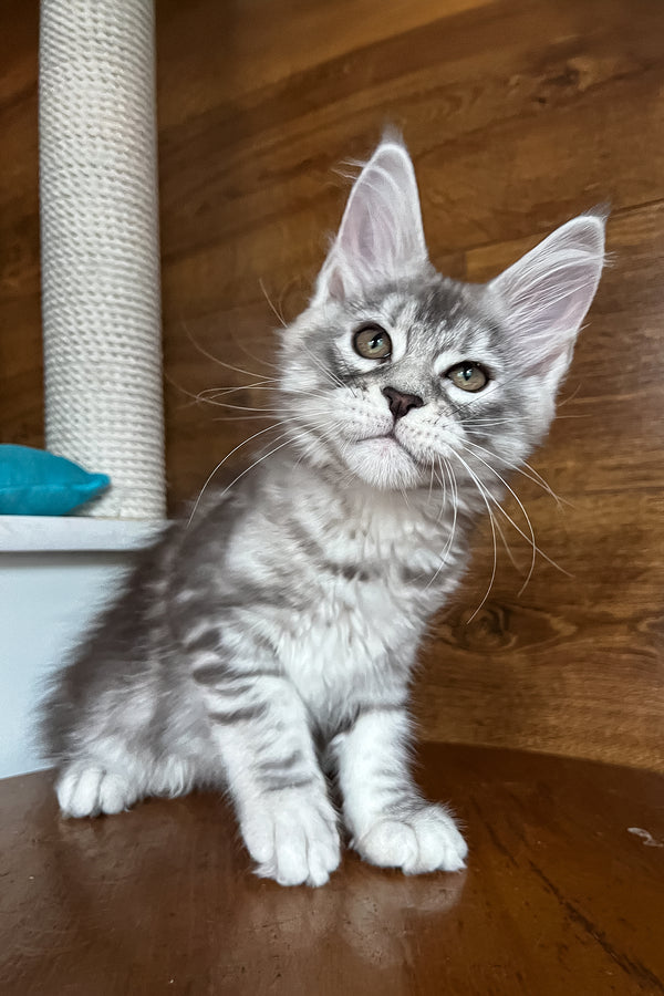 Roxy | Maine Coon Kitten