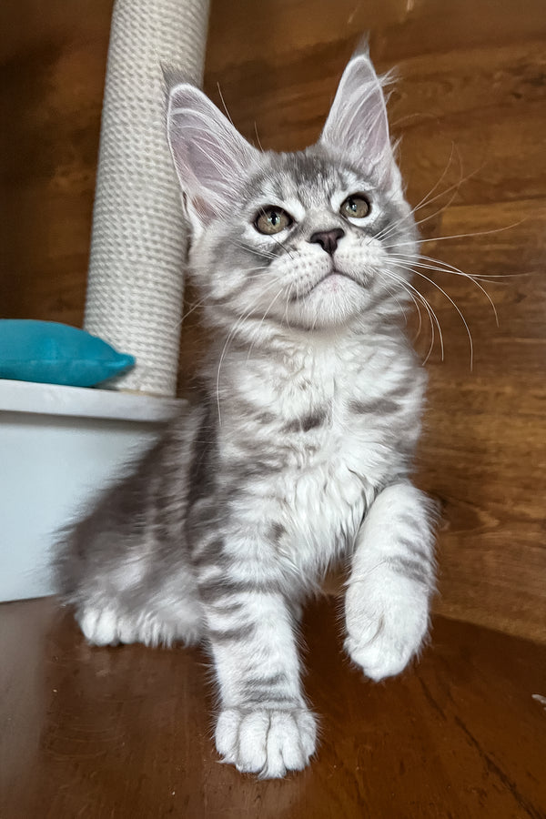 Roxy | Maine Coon Kitten