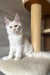 Lukas | Maine Coon Kitten