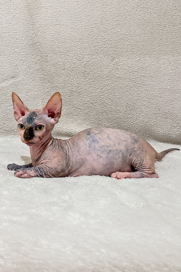 Lilu | Bambino Sphynx Kitten