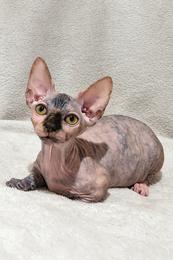 Lilu | Bambino Sphynx Kitten