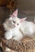 Lukas | Maine Coon Kitten