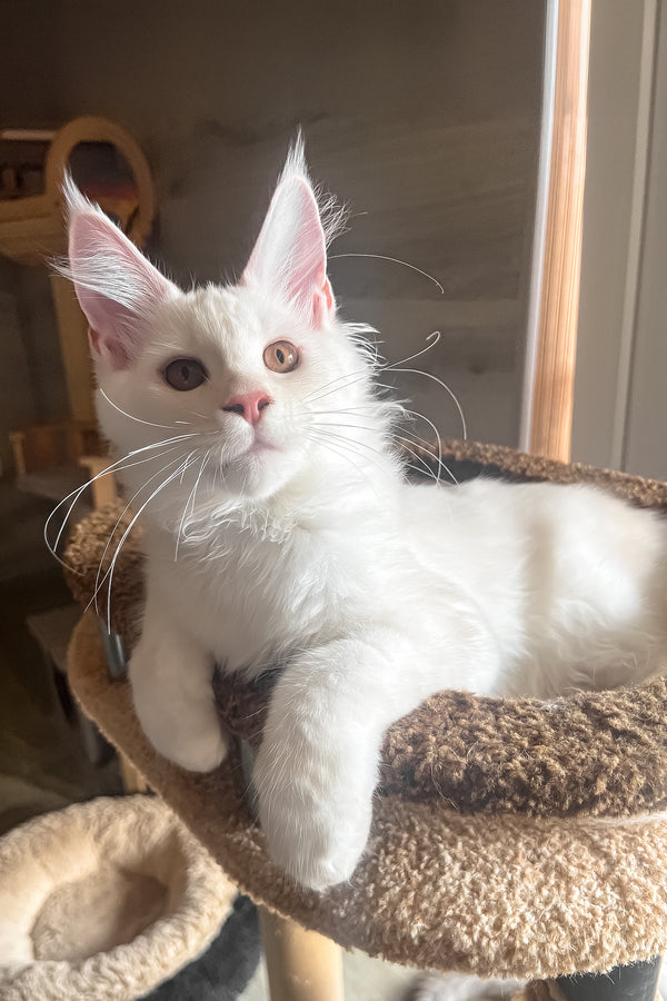 Lukas | Maine Coon Kitten