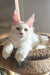 Lukas | Maine Coon Kitten