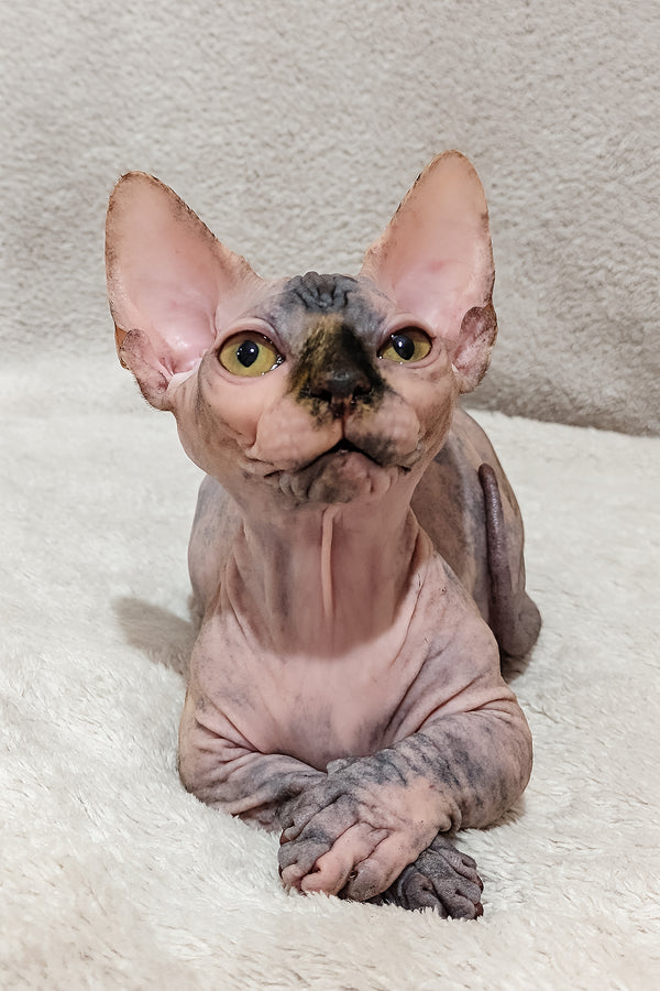 Lilu | Bambino Sphynx Kitten