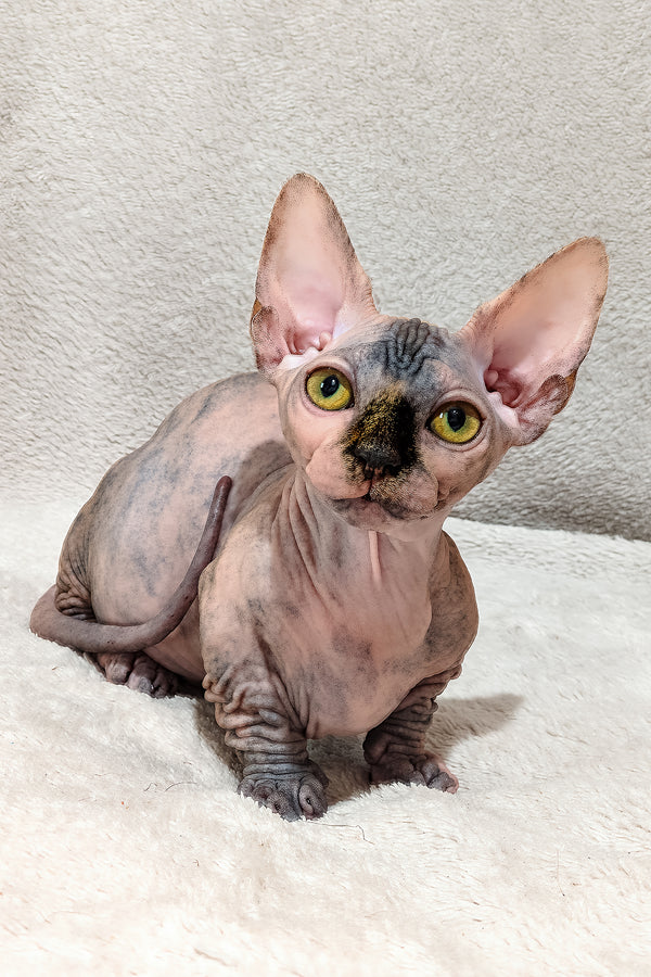 Lilu | Bambino Sphynx Kitten