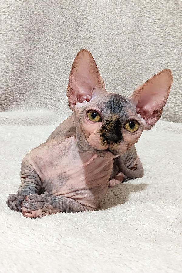 Lilu | Bambino Sphynx Kitten