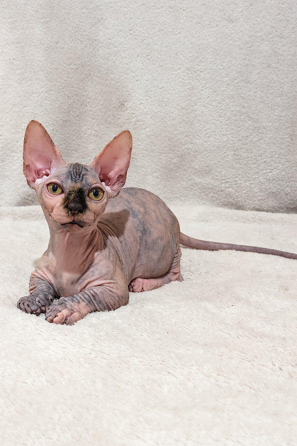 Lilu | Bambino Sphynx Kitten