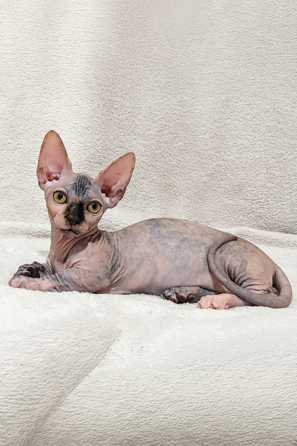 Lilu | Bambino Sphynx Kitten