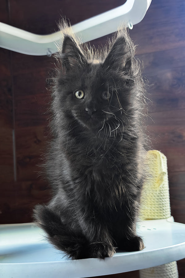 Bagheera | Maine Coon Kitten