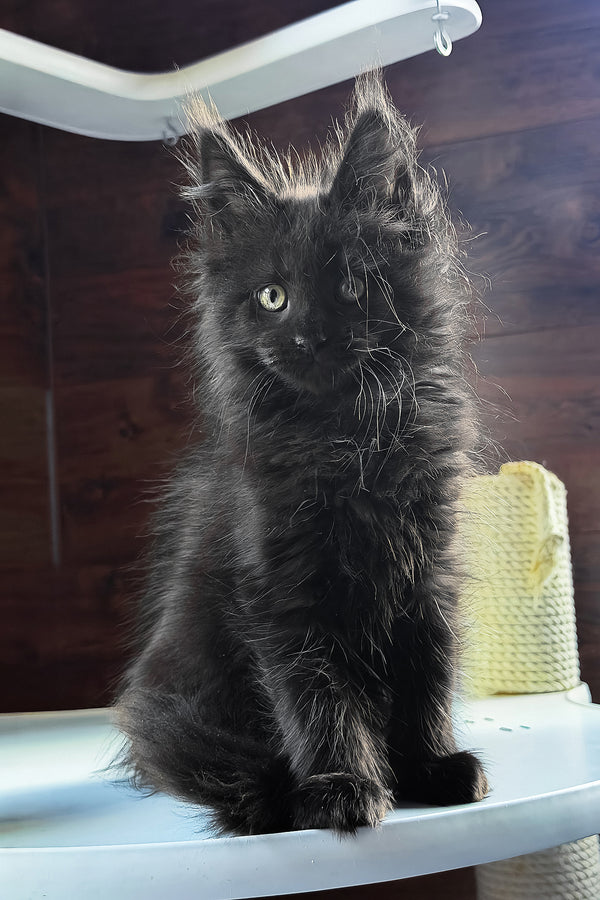 Bagheera | Maine Coon Kitten