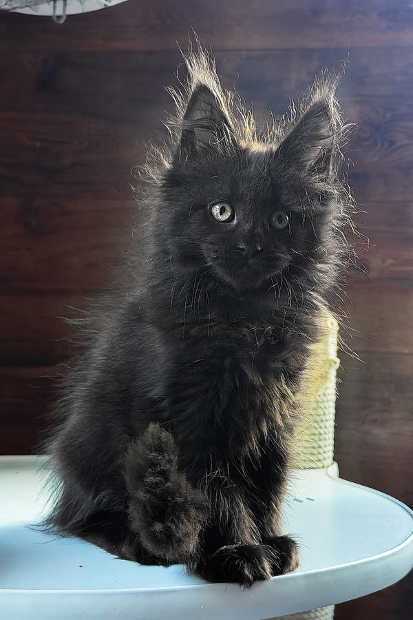 Bagheera | Maine Coon Kitten