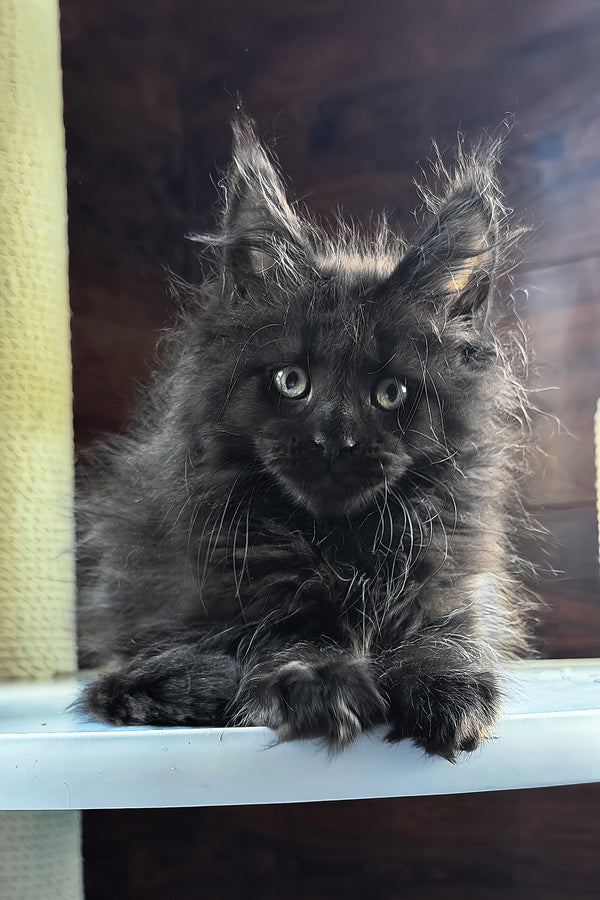 Bagheera | Maine Coon Kitten
