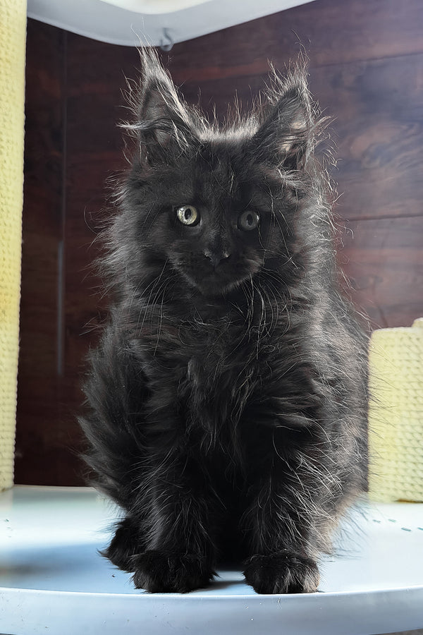 Bagheera | Maine Coon Kitten