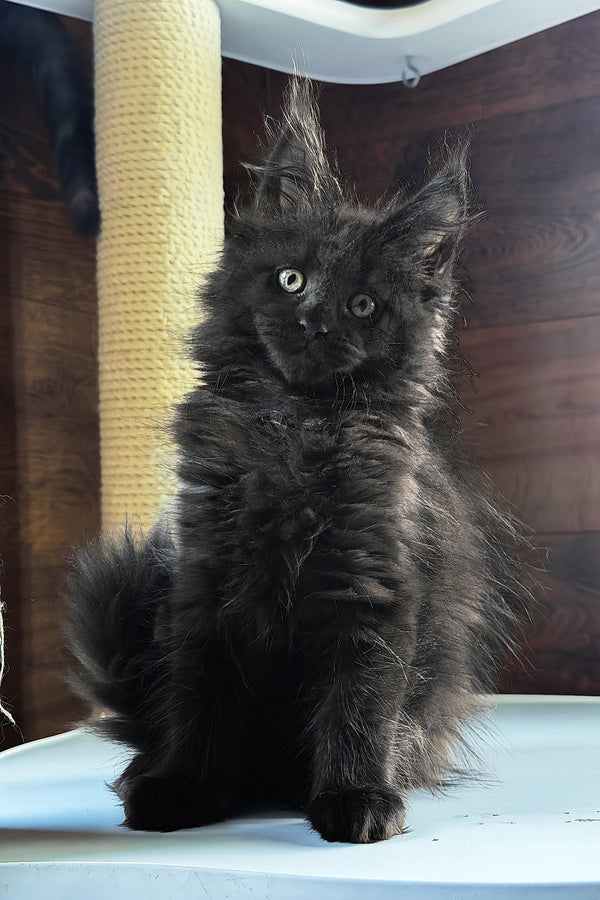 Bagheera | Maine Coon Kitten