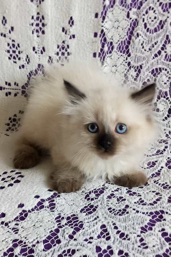 Langeron | Siberian Kitten
