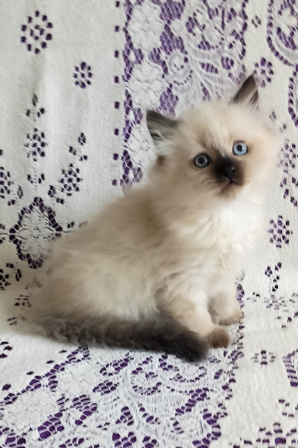 Langeron | Siberian Kitten