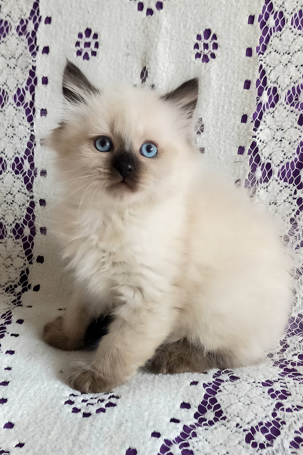 Langeron | Siberian Kitten