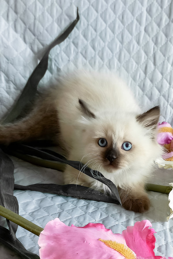 Langeron | Siberian Kitten