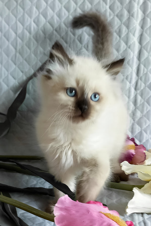 Langeron | Siberian Kitten