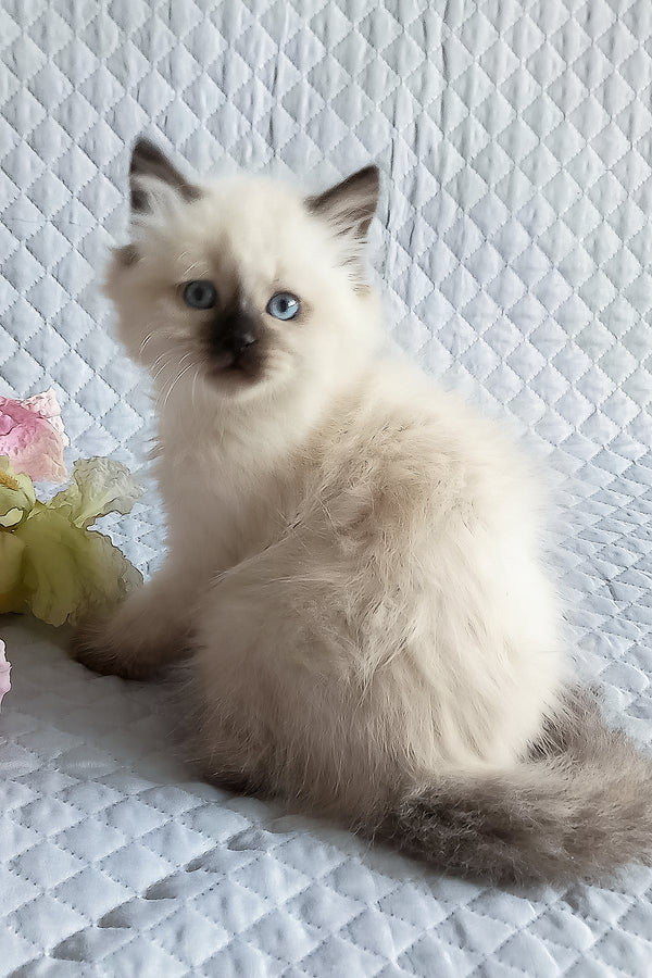 Langeron | Siberian Kitten