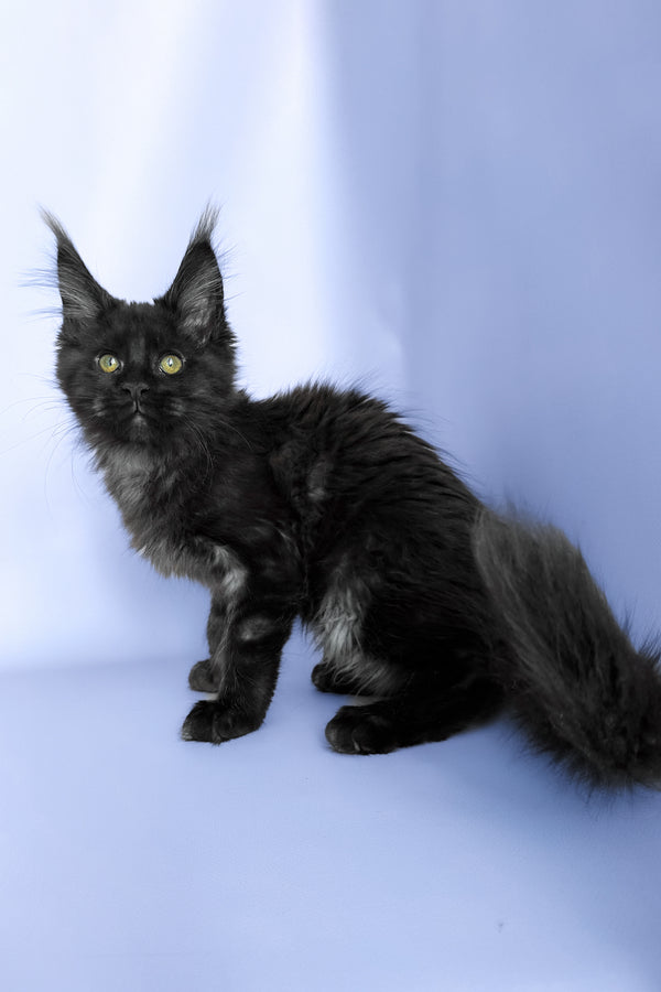 Porsche | Maine Coon Kitten