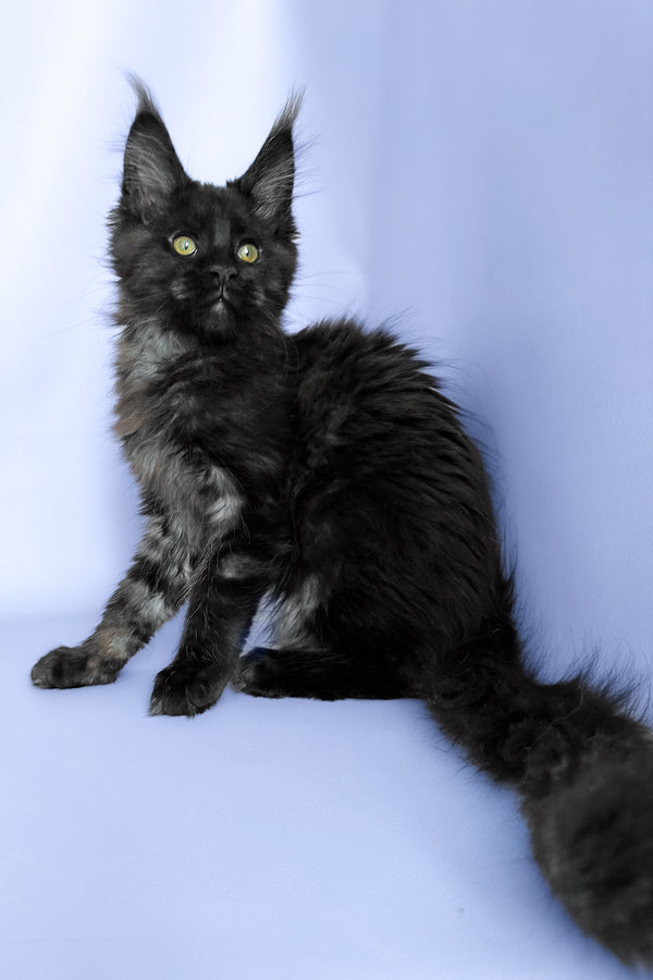 Porsche | Maine Coon Kitten