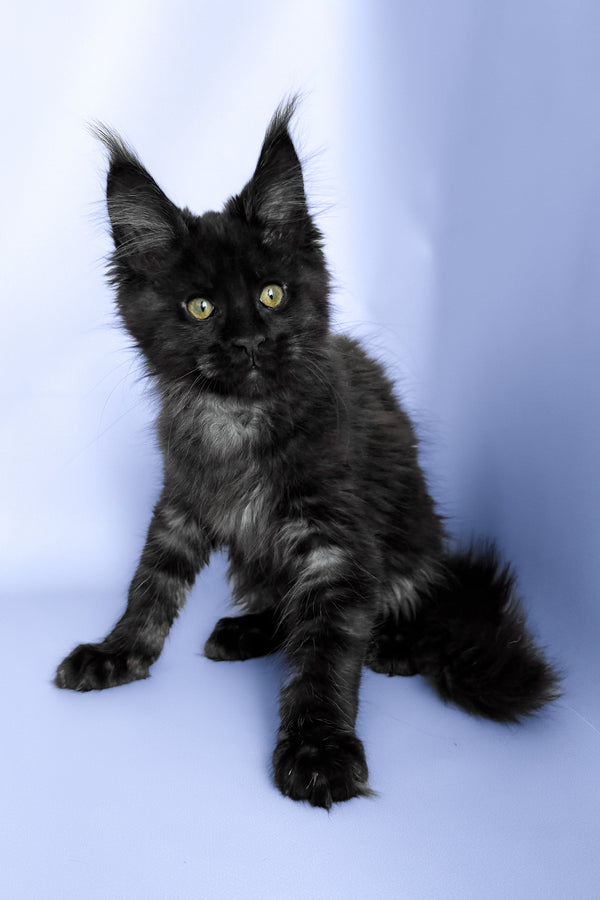 Porsche | Maine Coon Kitten