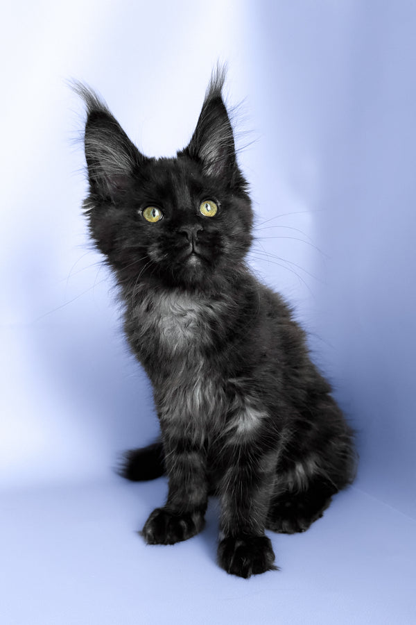 Porsche | Maine Coon Kitten