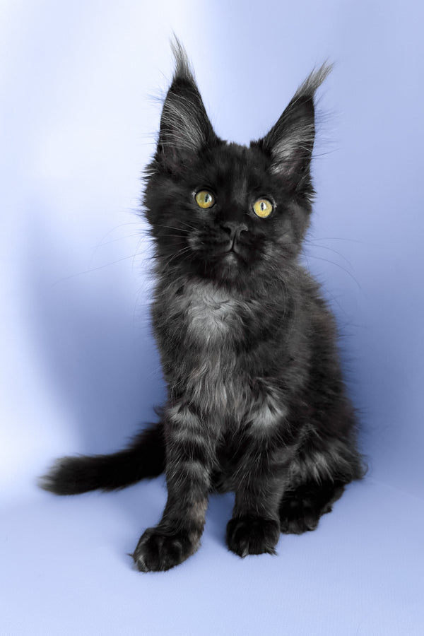 Porsche | Maine Coon Kitten
