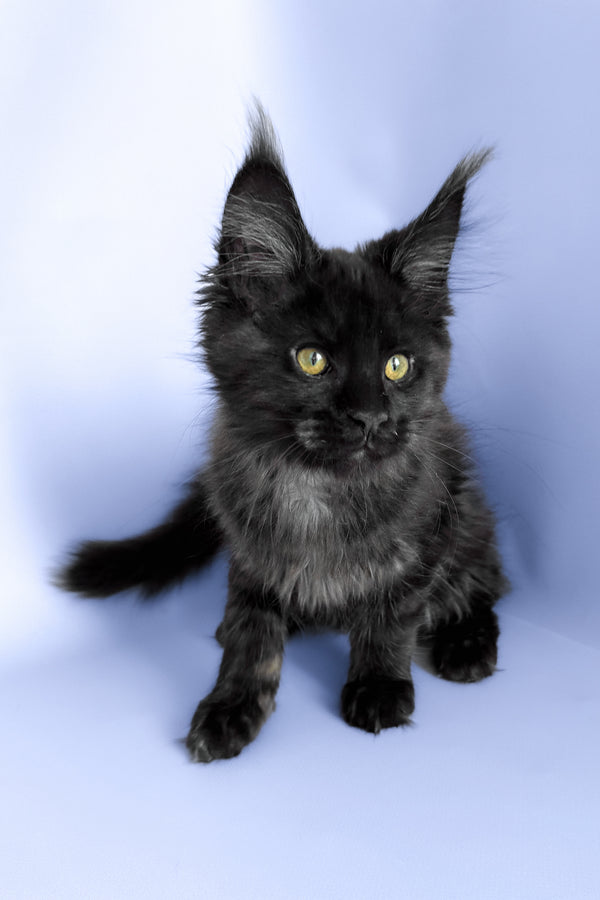 Porsche | Maine Coon Kitten