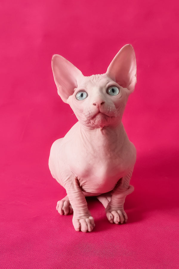 Napoleon | Canadian Sphynx Kitten