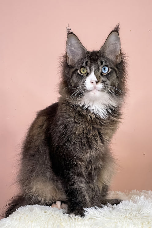 Leopold | Maine Coon Kitten