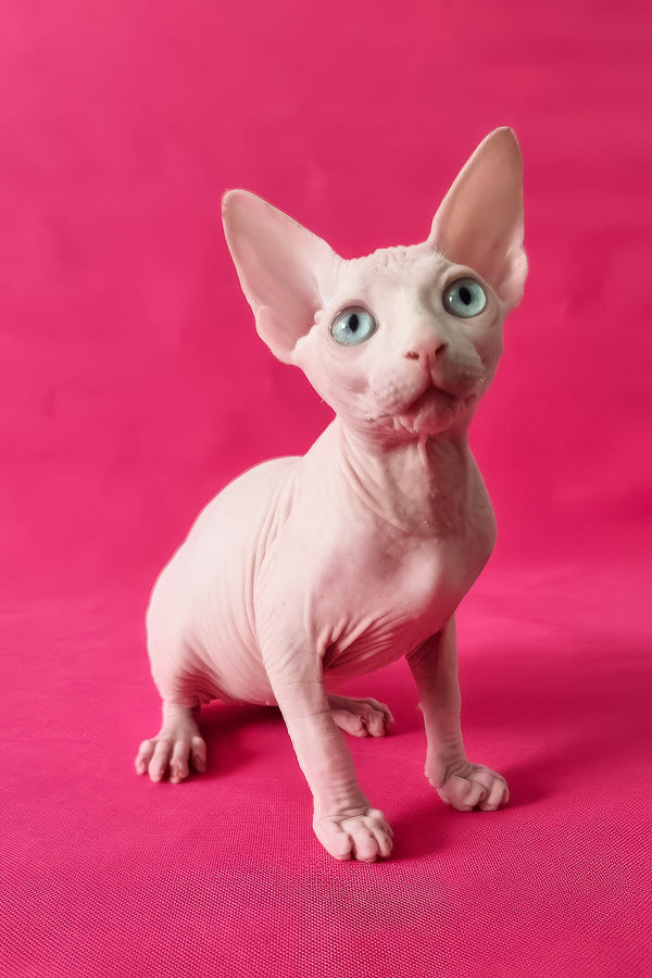 Napoleon | Canadian Sphynx Kitten