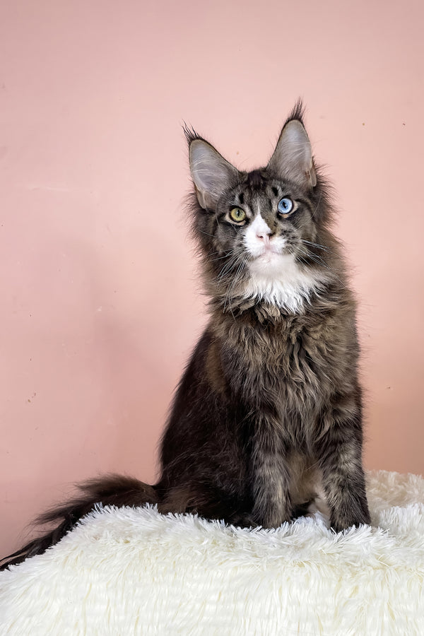 Leopold | Maine Coon Kitten