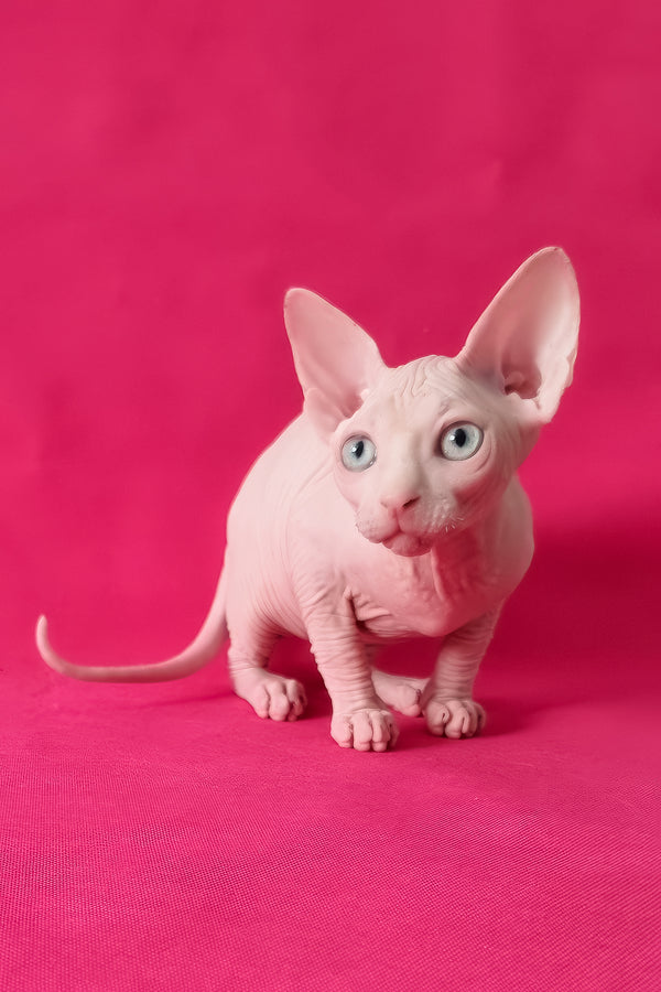 Napoleon | Canadian Sphynx Kitten