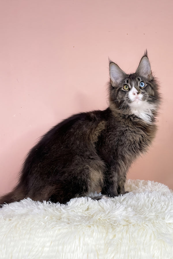 Leopold | Maine Coon Kitten