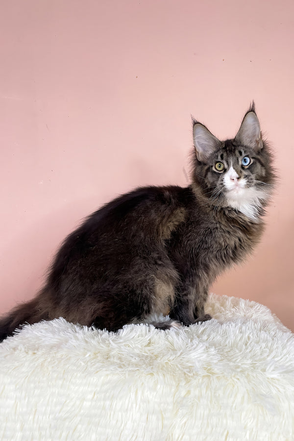 Leopold | Maine Coon Kitten