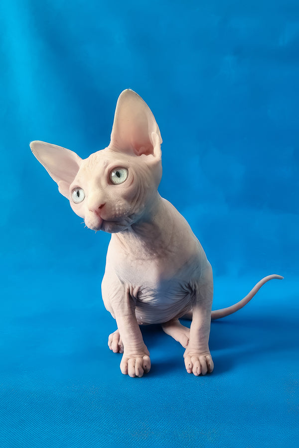 Napoleon | Canadian Sphynx Kitten