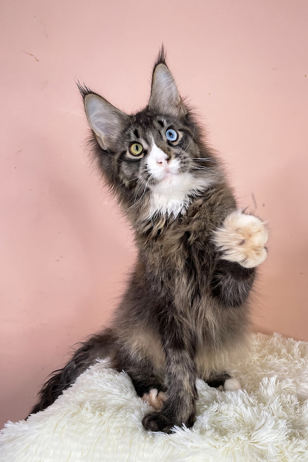 Leopold | Maine Coon Kitten