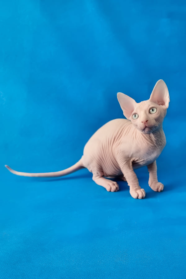 Napoleon | Canadian Sphynx Kitten