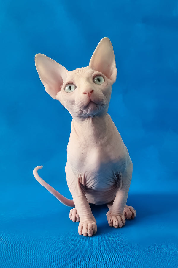 Napoleon | Canadian Sphynx Kitten