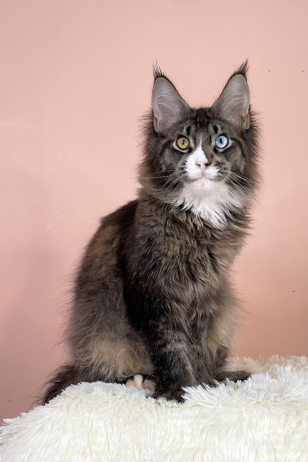 Leopold | Maine Coon Kitten