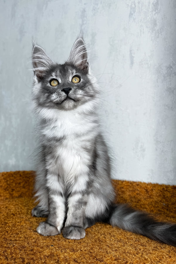 Palma | Maine Coon Kitten