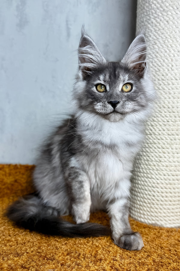 cat palma Palma the Adorable Fluffy Black Smoke Maine Coon Kitten