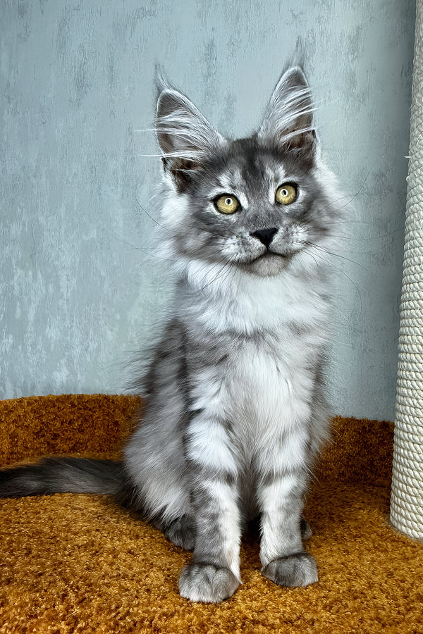 Palma | Maine Coon Kitten