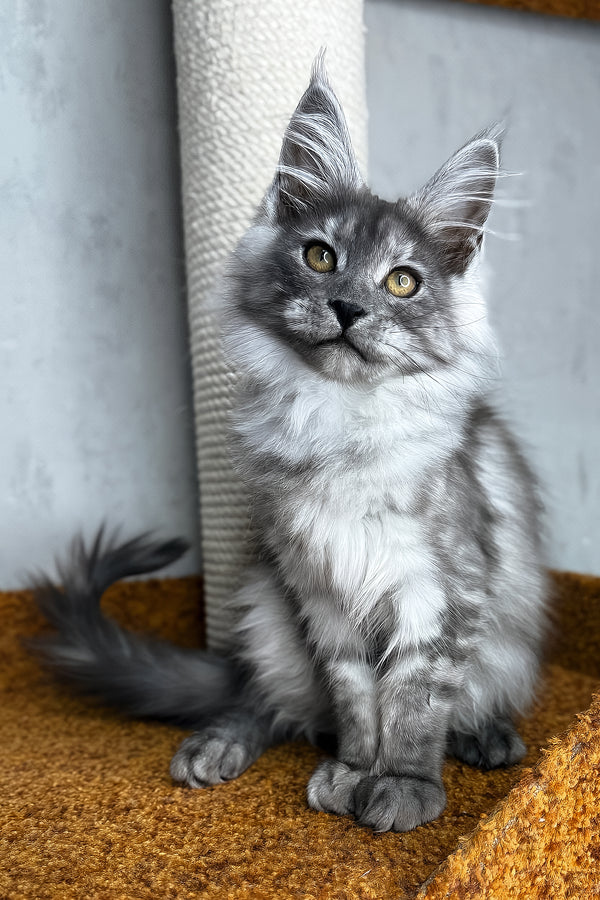 Palma | Maine Coon Kitten