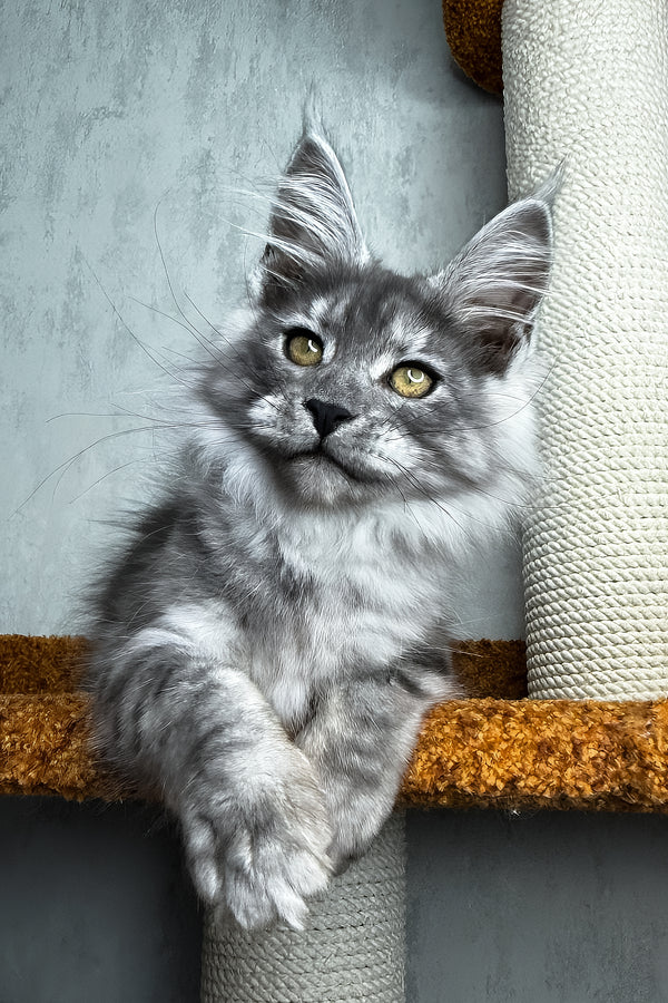 Palma | Maine Coon Kitten