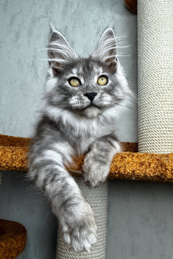 Palma | Maine Coon Kitten
