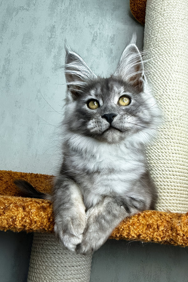 Palma | Maine Coon Kitten